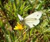 240391 – Photo : Catherine Reymonet-Smitten – France (19)
